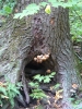 PICTURES/Shenandoah National Park/t_Mushroom - Rose River11.JPG